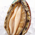 Whole Abalone in Shell